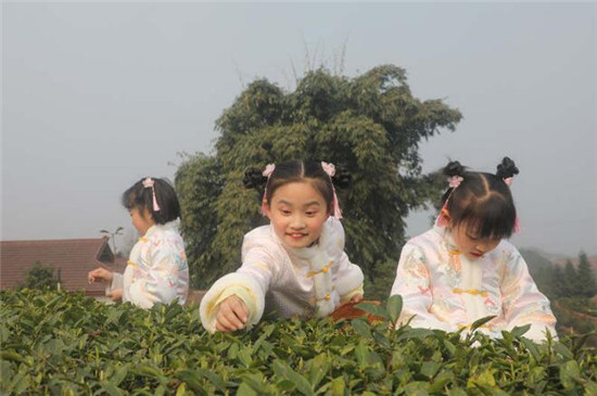 茶香溢宜宾！四川宜宾早茶开园采摘