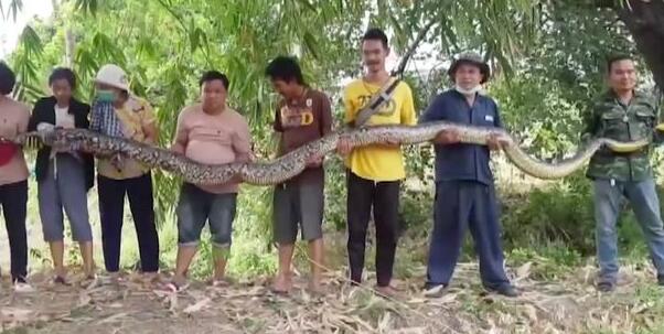 泰国8名村民捕获6米巨蟒将其放生