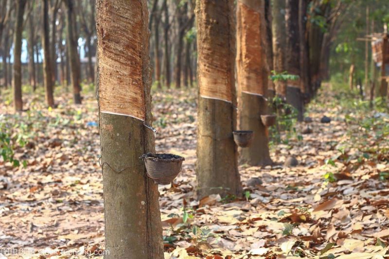 中国热科院橡胶所与泰国橡胶局共建橡胶树示范基地