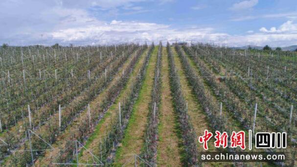 盐源县高质量建设现代农业园区_助力盐源苹果种植提质增效