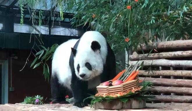 泰国将为熊猫赔付1500万泰铢