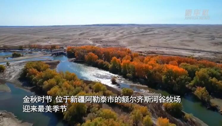新疆阿勒泰：额尔齐斯河谷牧场秋色醉人