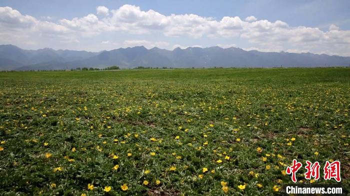 中国首次实现重度盐碱地种植蕨麻