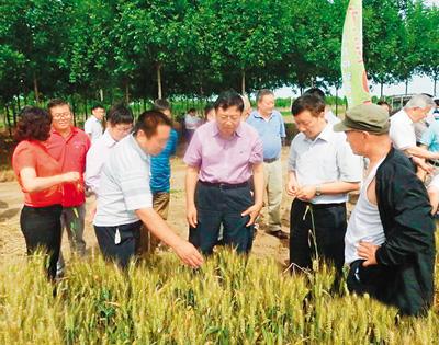 中国杂交小麦研发正领跑 可增产20%以上