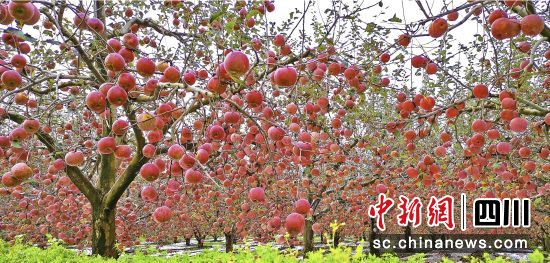 　盐源县已成为全国高原地区苹果第一大县。郭建良摄