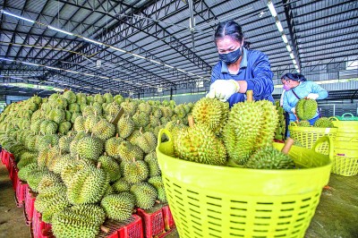 机构称美国新关税政策将大幅拉低泰国出口
