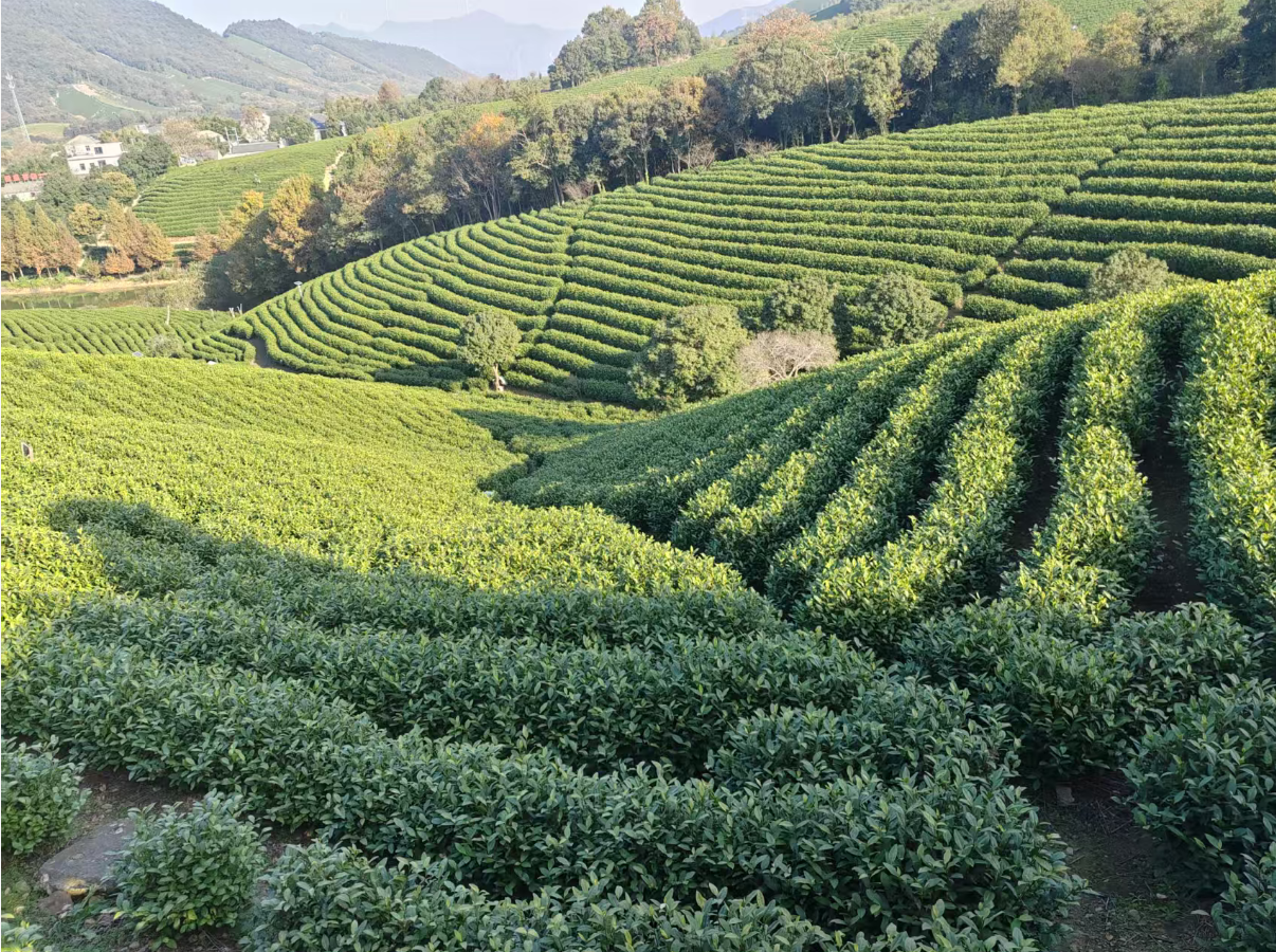 茶香漫溢二十年 全球目光聚安吉  ——海外华媒见证“两山”之路的黄杜实践